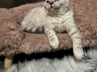 SELKIRK REX image 5