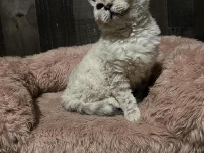 SELKIRK REX image 3