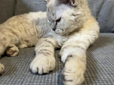 SELKIRK REX image 1