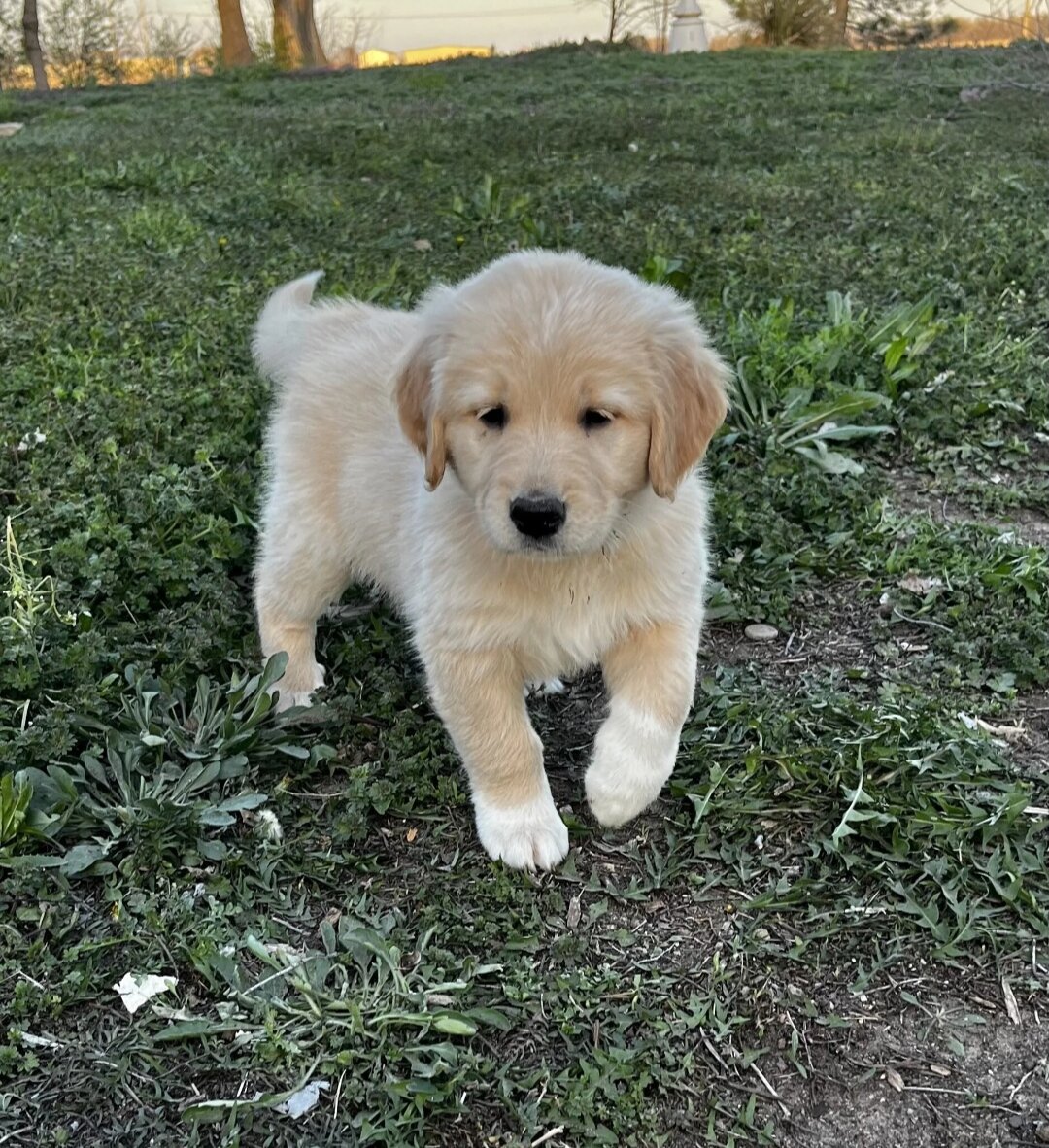 Golden Retriever image 1