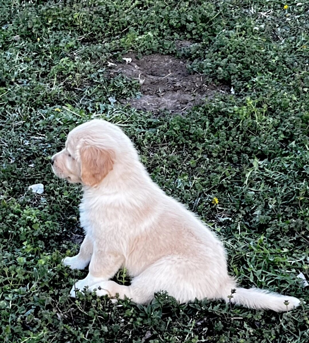 Golden Retriever image 2