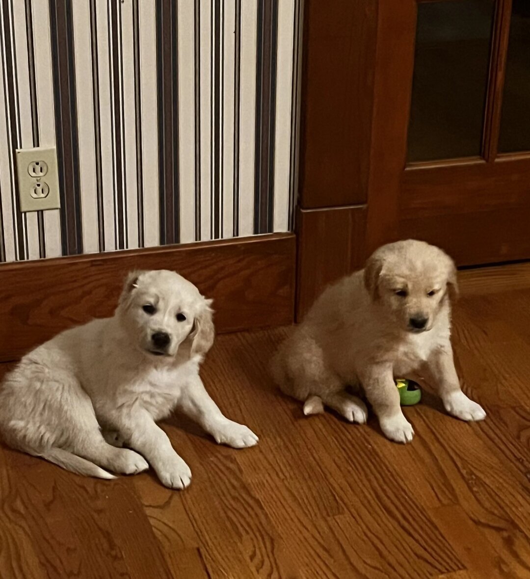 Golden Retriever image 3