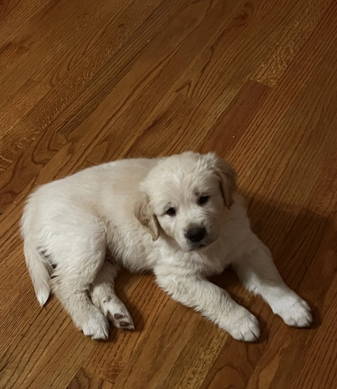 Golden Retriever image 4