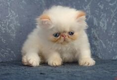 Two litters (8) in all. 8 weeks on April 1 $1,999 image 1