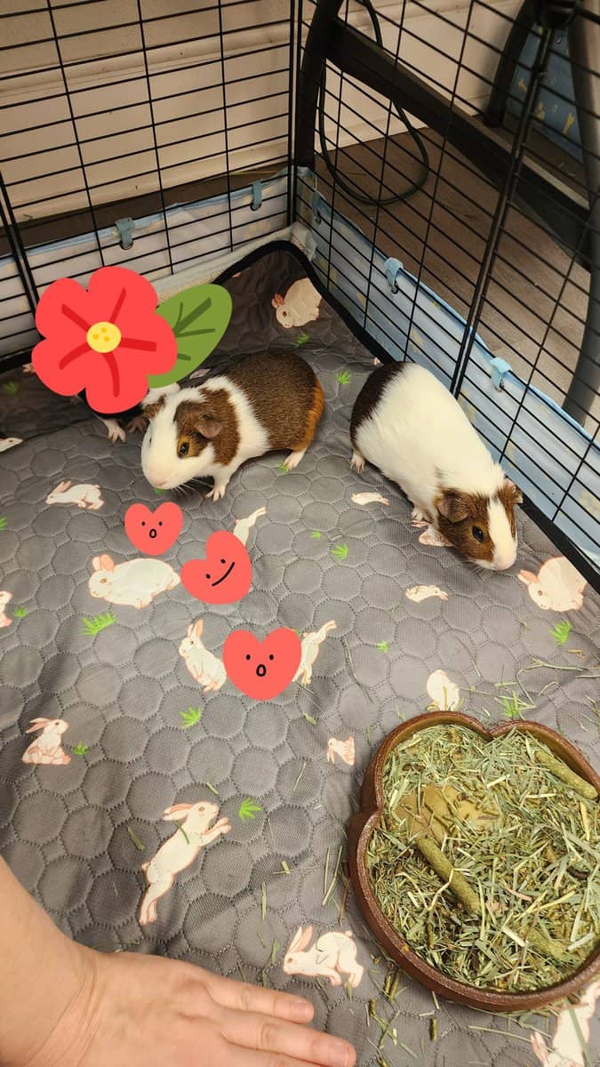 Guinea Pig Boy Besties image 1