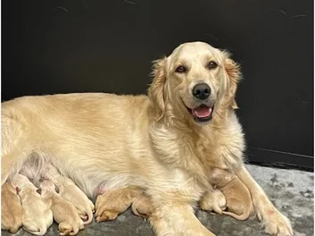 8 GOLDEN RETRIEVER PUPPIES image 7