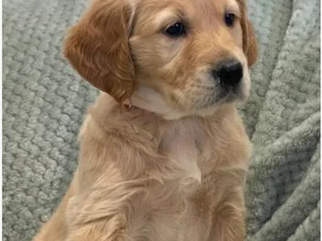 8 GOLDEN RETRIEVER PUPPIES image 6