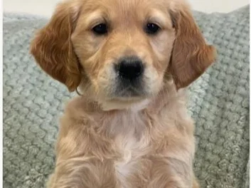 8 GOLDEN RETRIEVER PUPPIES image 5