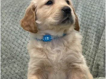 8 GOLDEN RETRIEVER PUPPIES image 4