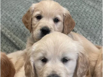 8 GOLDEN RETRIEVER PUPPIES image 3