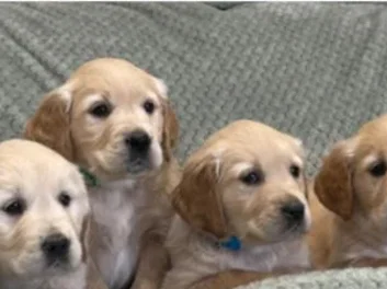 8 GOLDEN RETRIEVER PUPPIES image 2