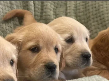 8 GOLDEN RETRIEVER PUPPIES image 1