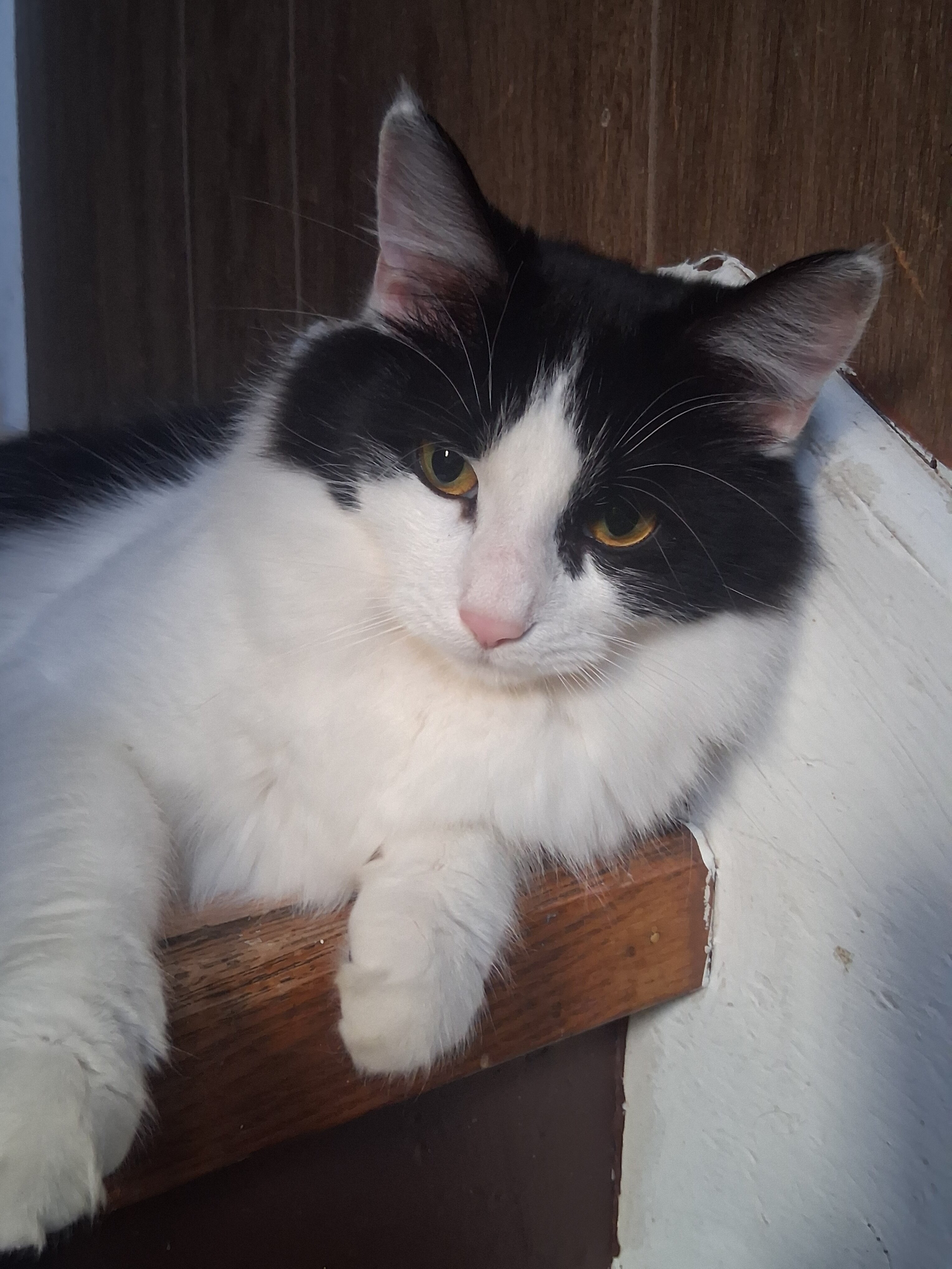 Cats image 2