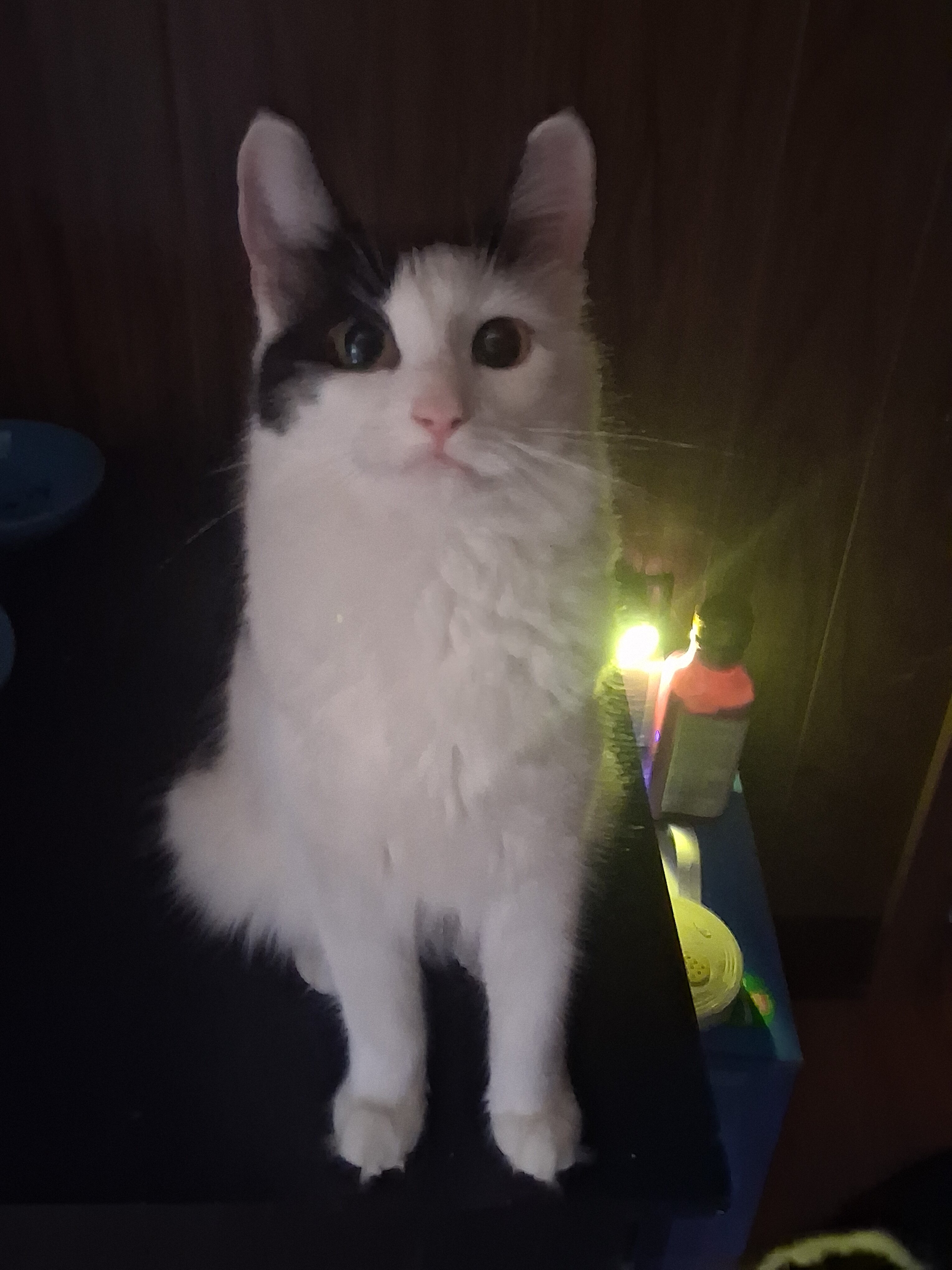 Cats image 1