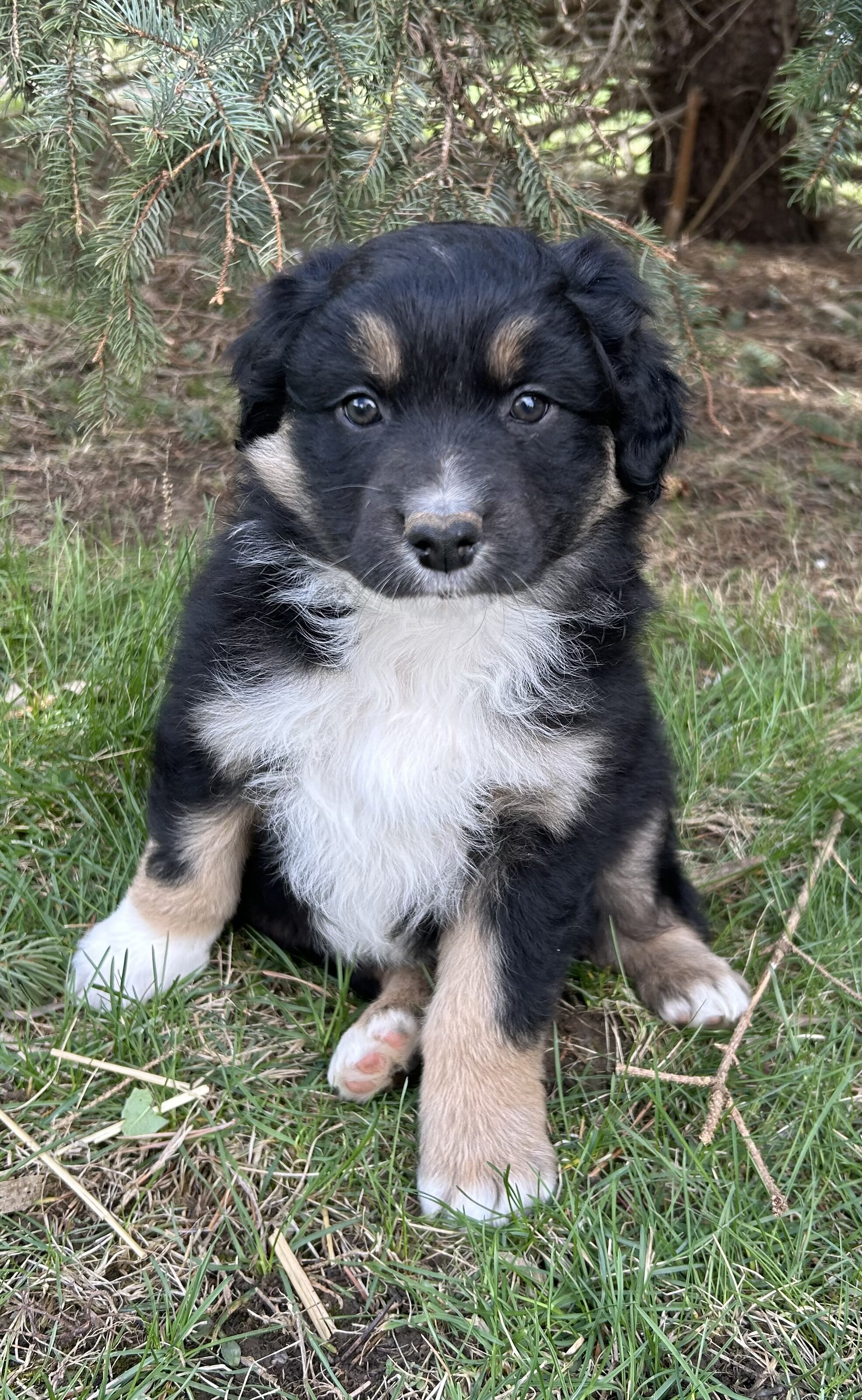 Green collar Aussie image 1