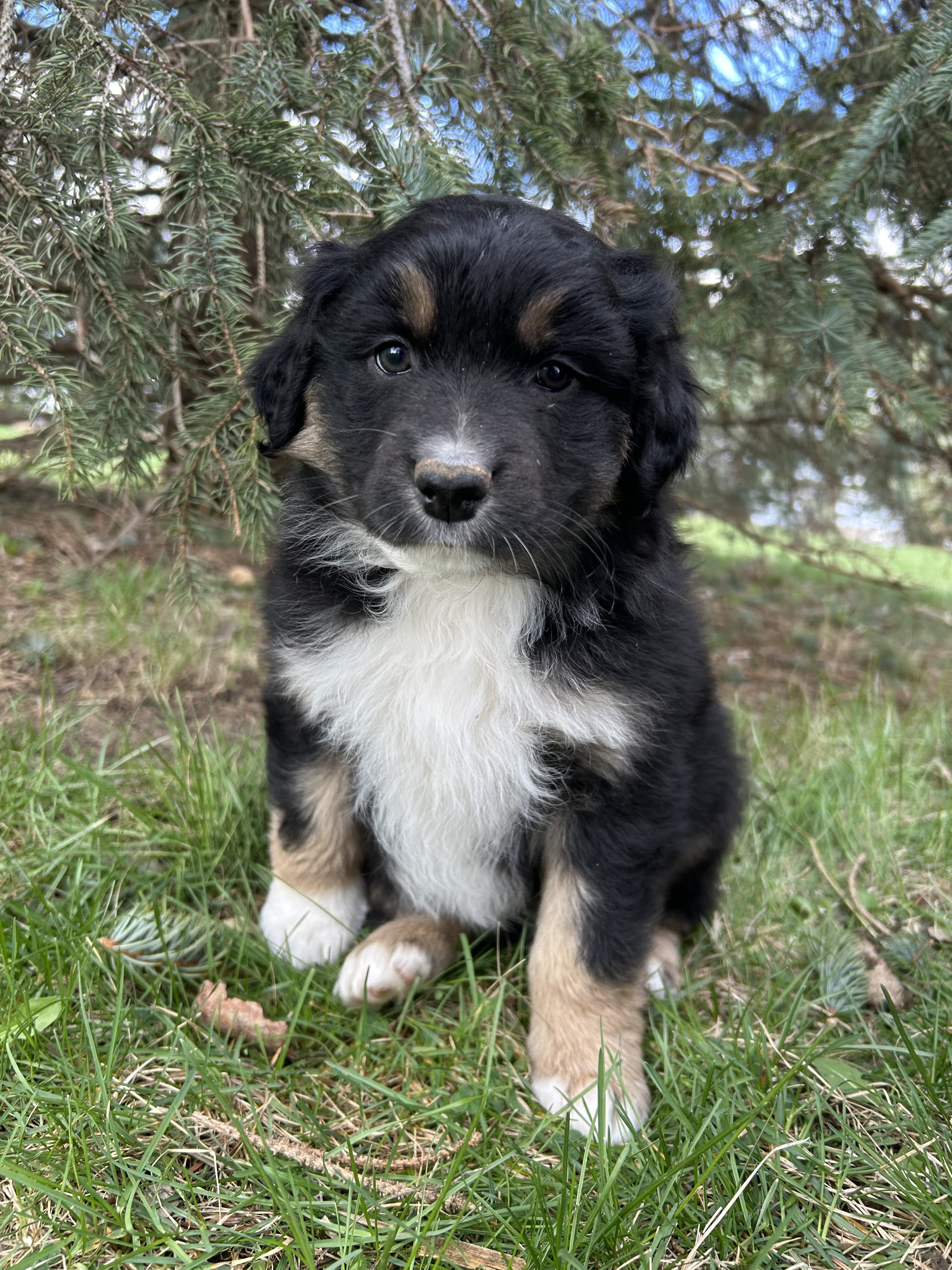 Green collar Aussie image 2