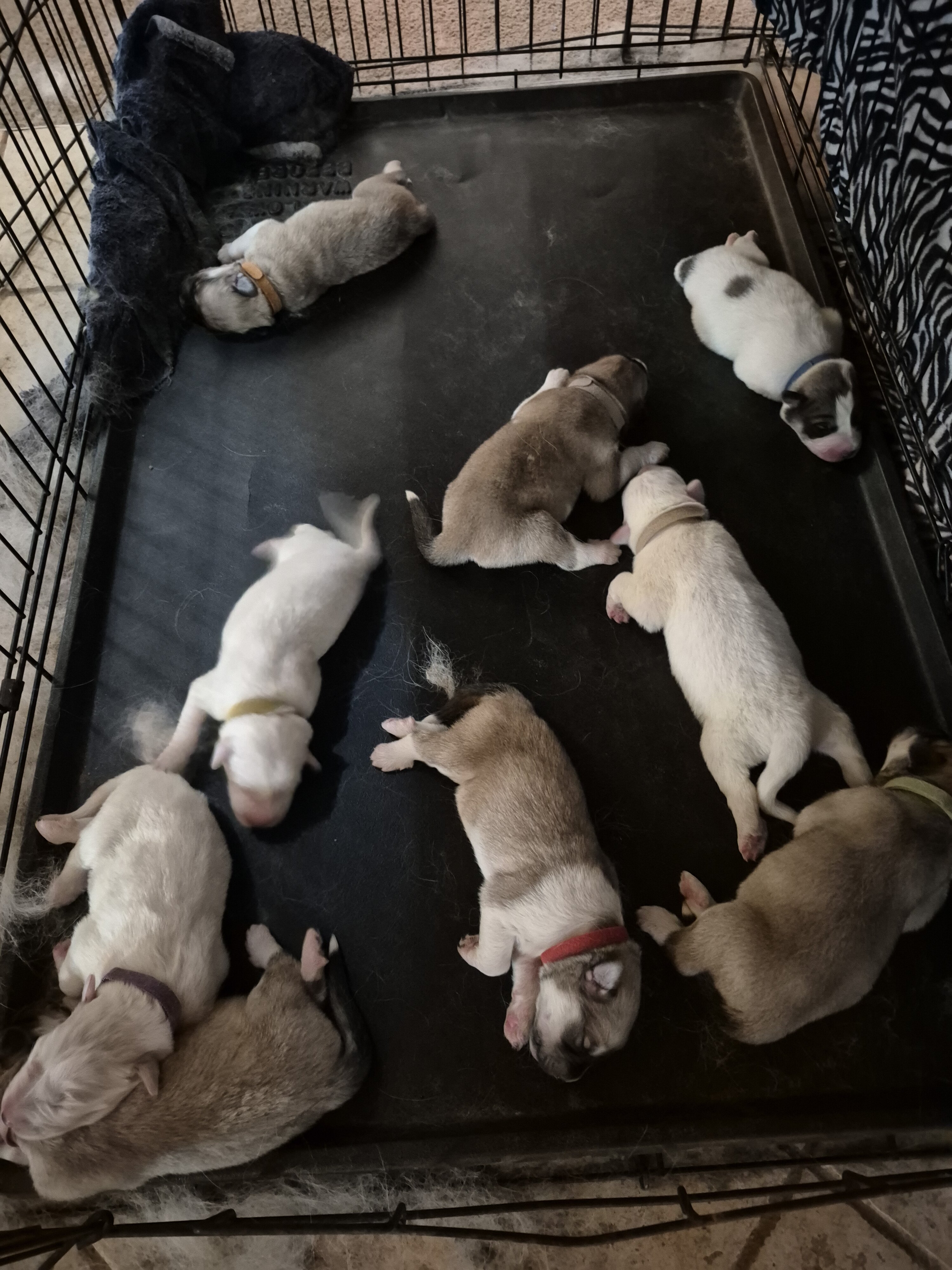 Livestock Guardians/Great Pyrenees image 1