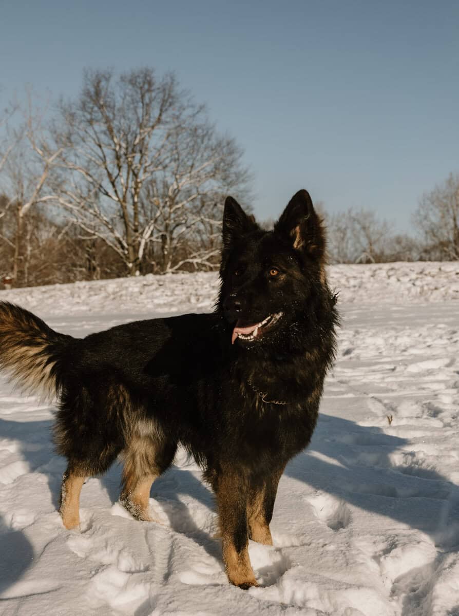 AKC German shepherd puppies image 7