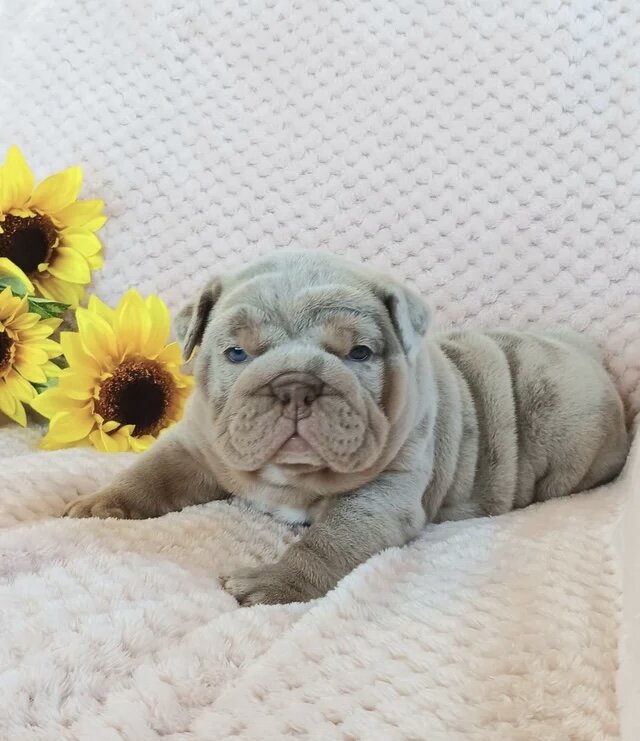 French Bulldog moki image 1