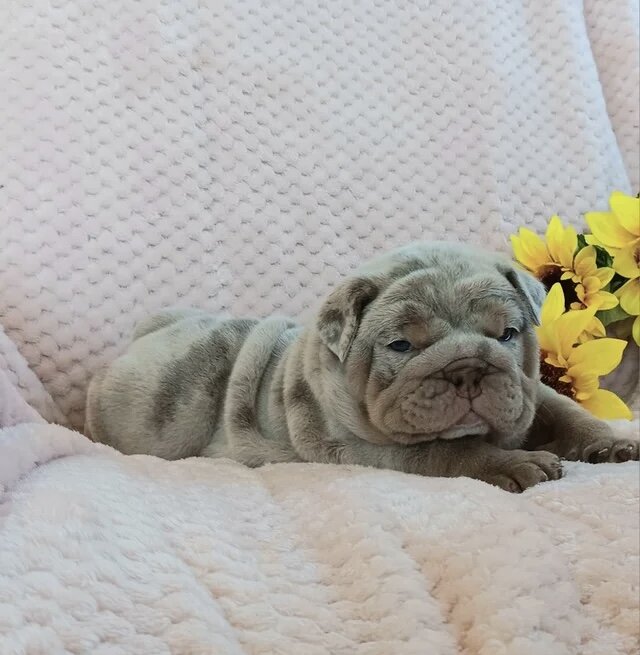 French Bulldog moki image 2