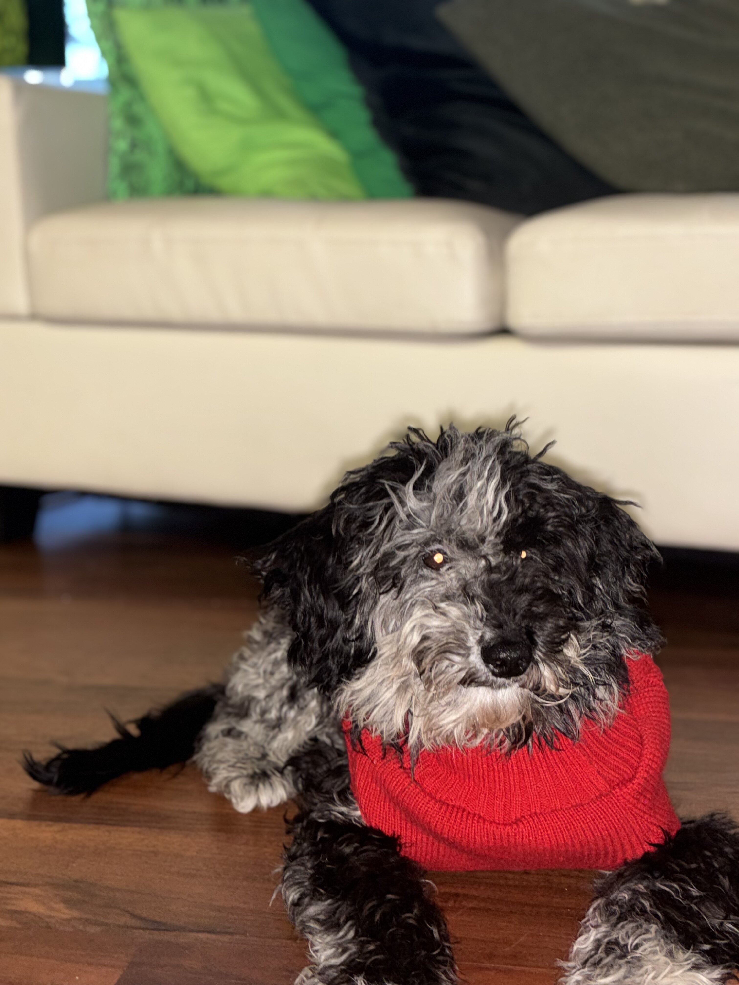 Onyx 🖤🐾 9-month-old Blue Merle Mini Goldendoodle image 3