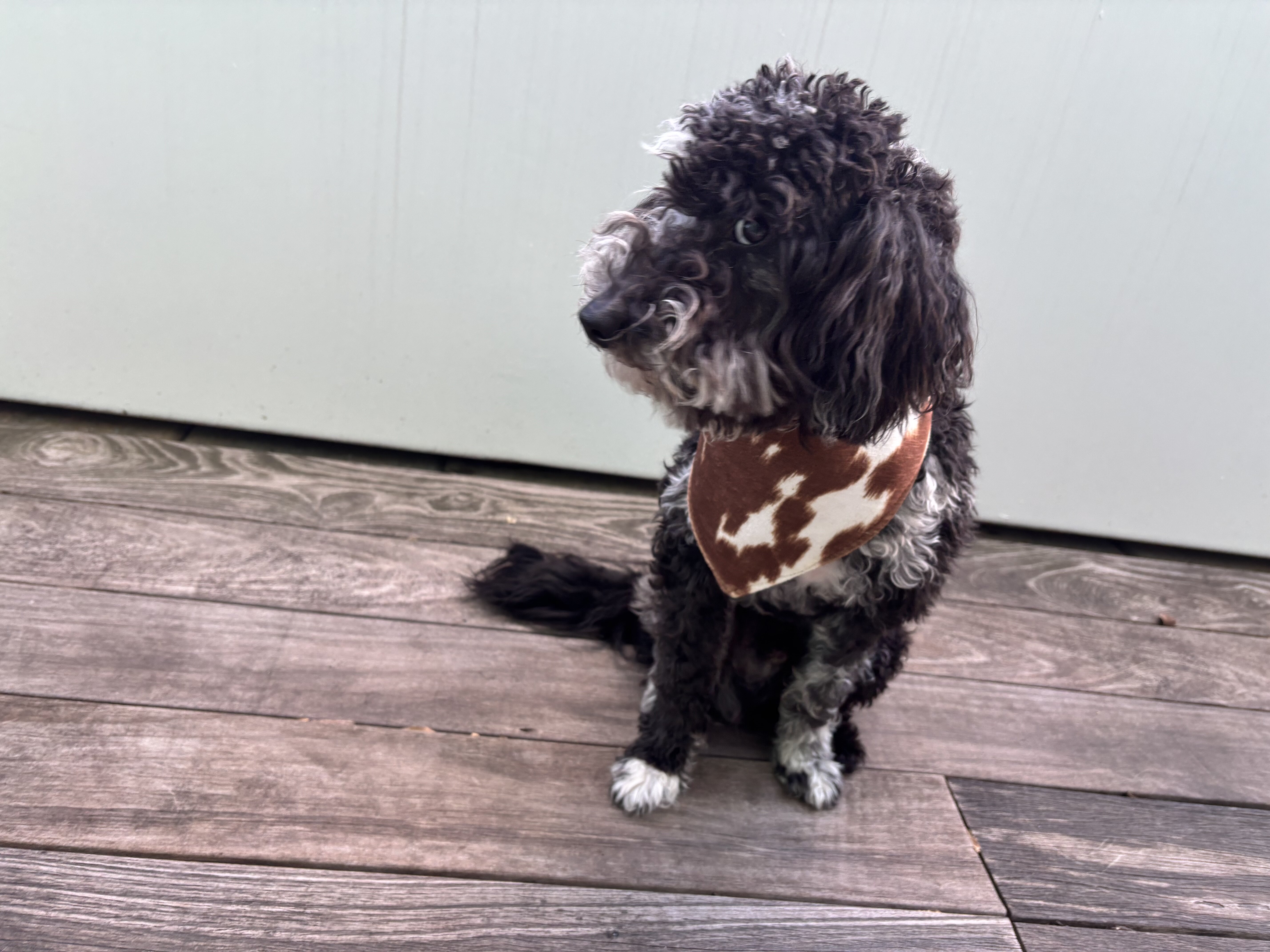 Onyx 🖤🐾 9-month-old Blue Merle Mini Goldendoodle image 2