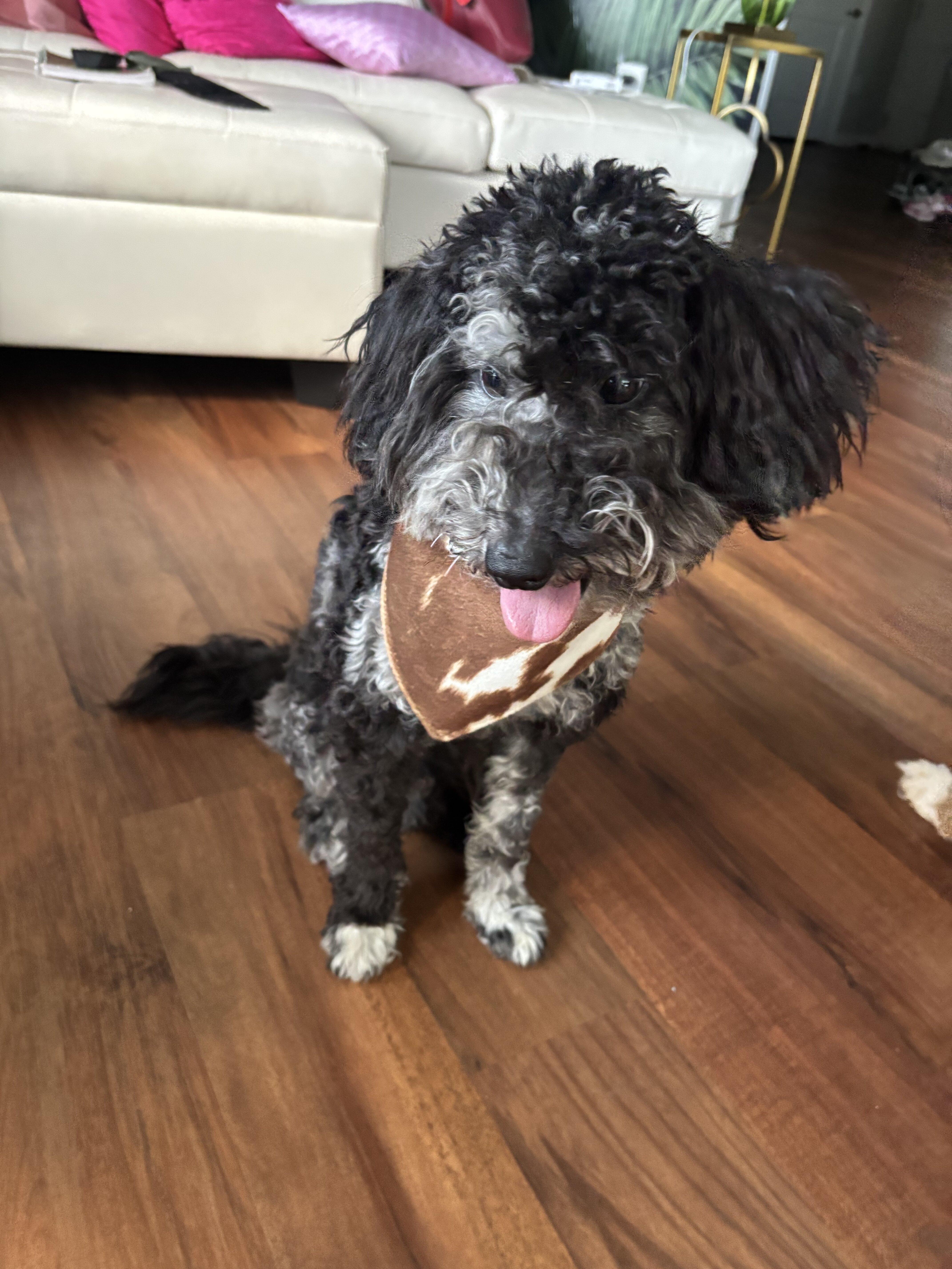 Onyx 🖤🐾 9-month-old Blue Merle Mini Goldendoodle image 1