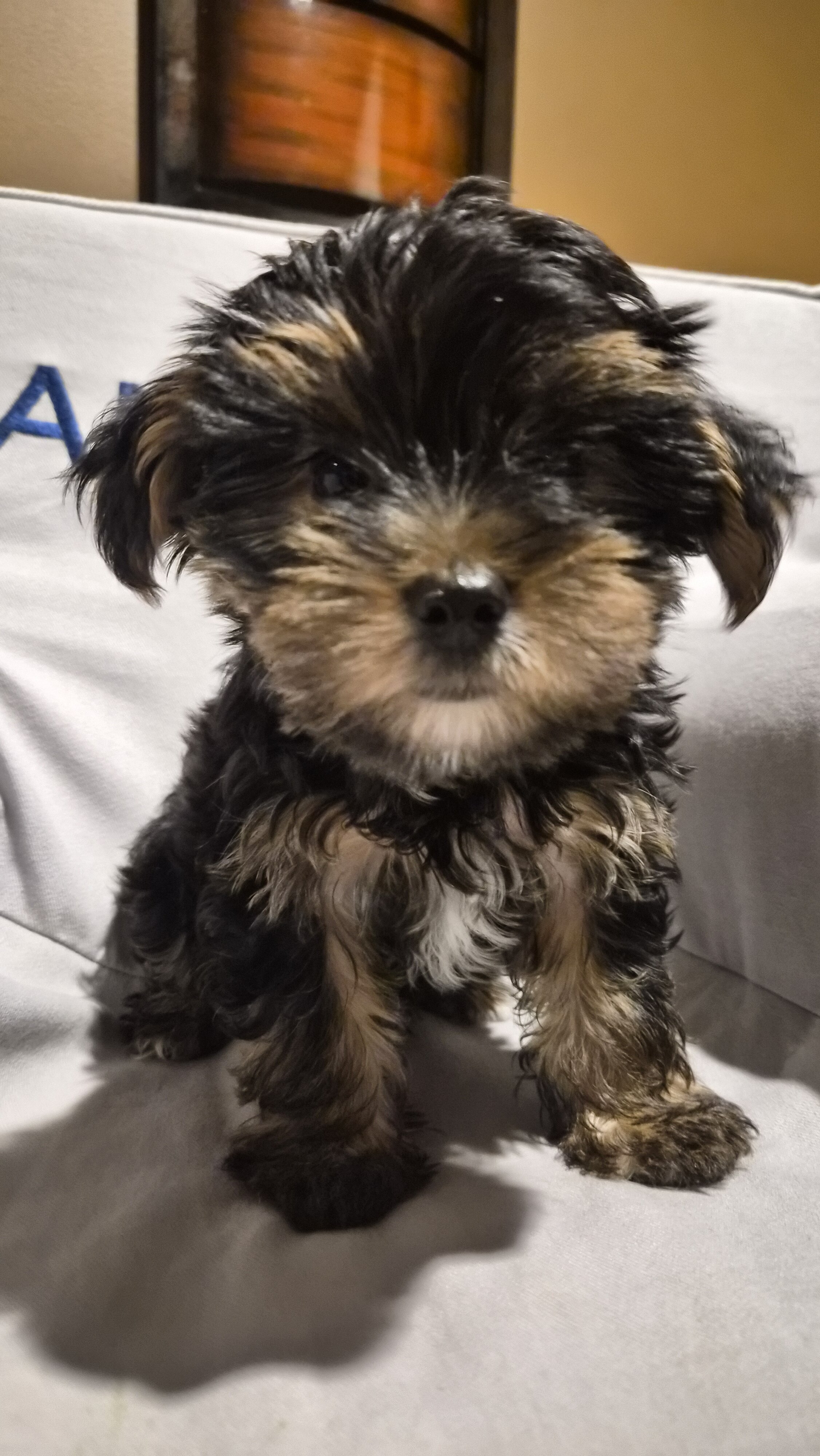 puppy dog image 1