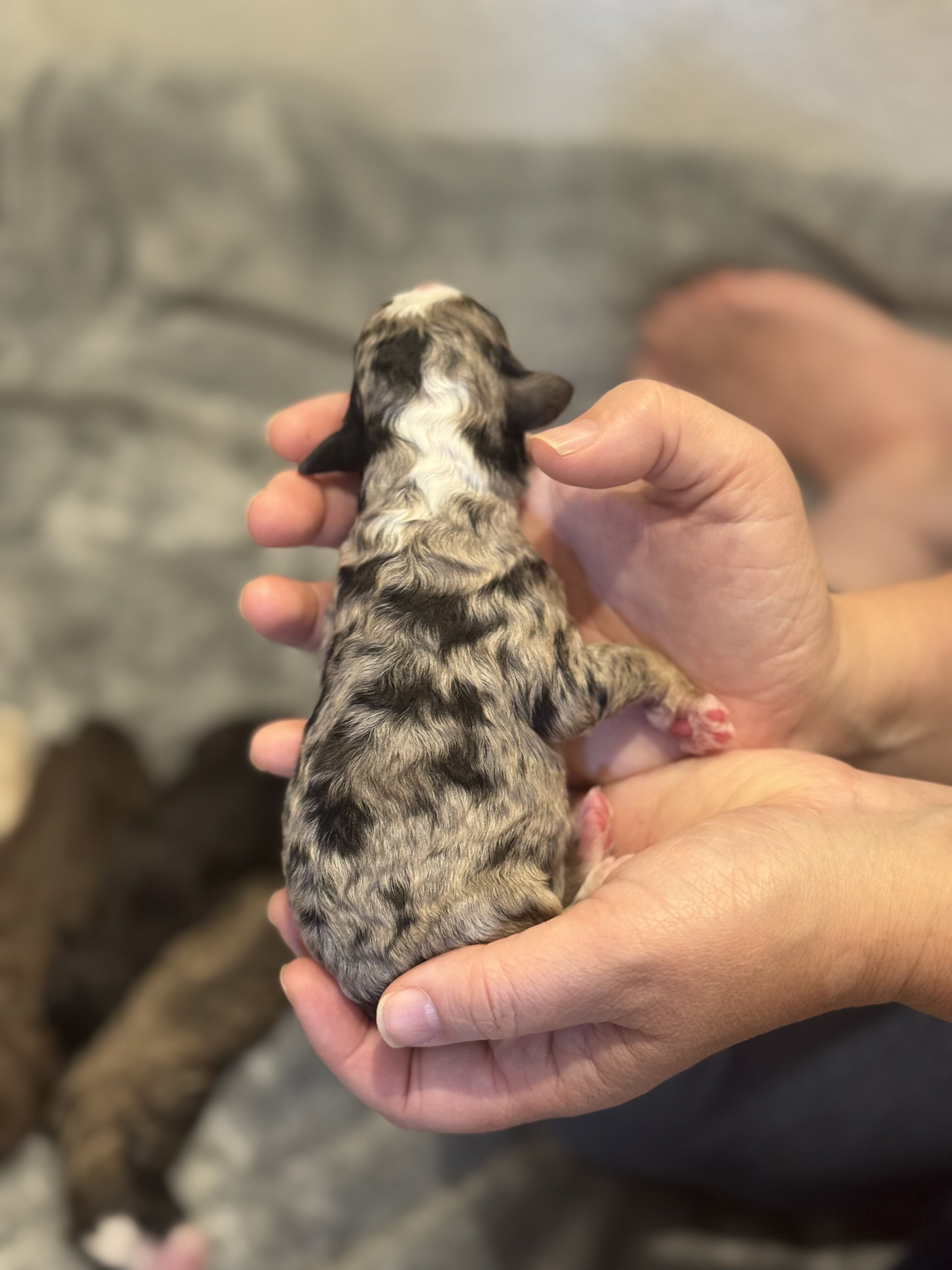 Aussiedoodle image 3