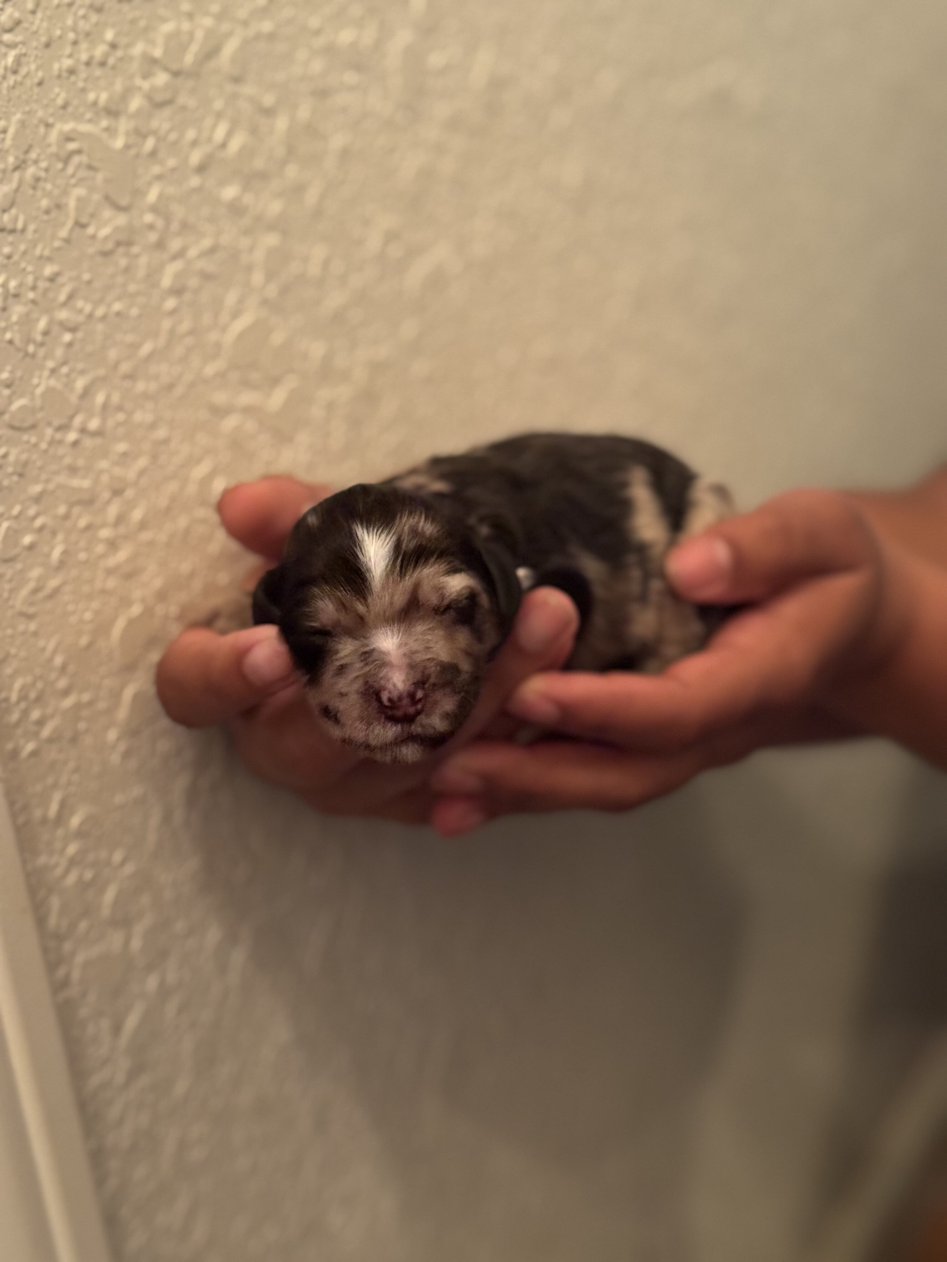 Aussiedoodle image 5