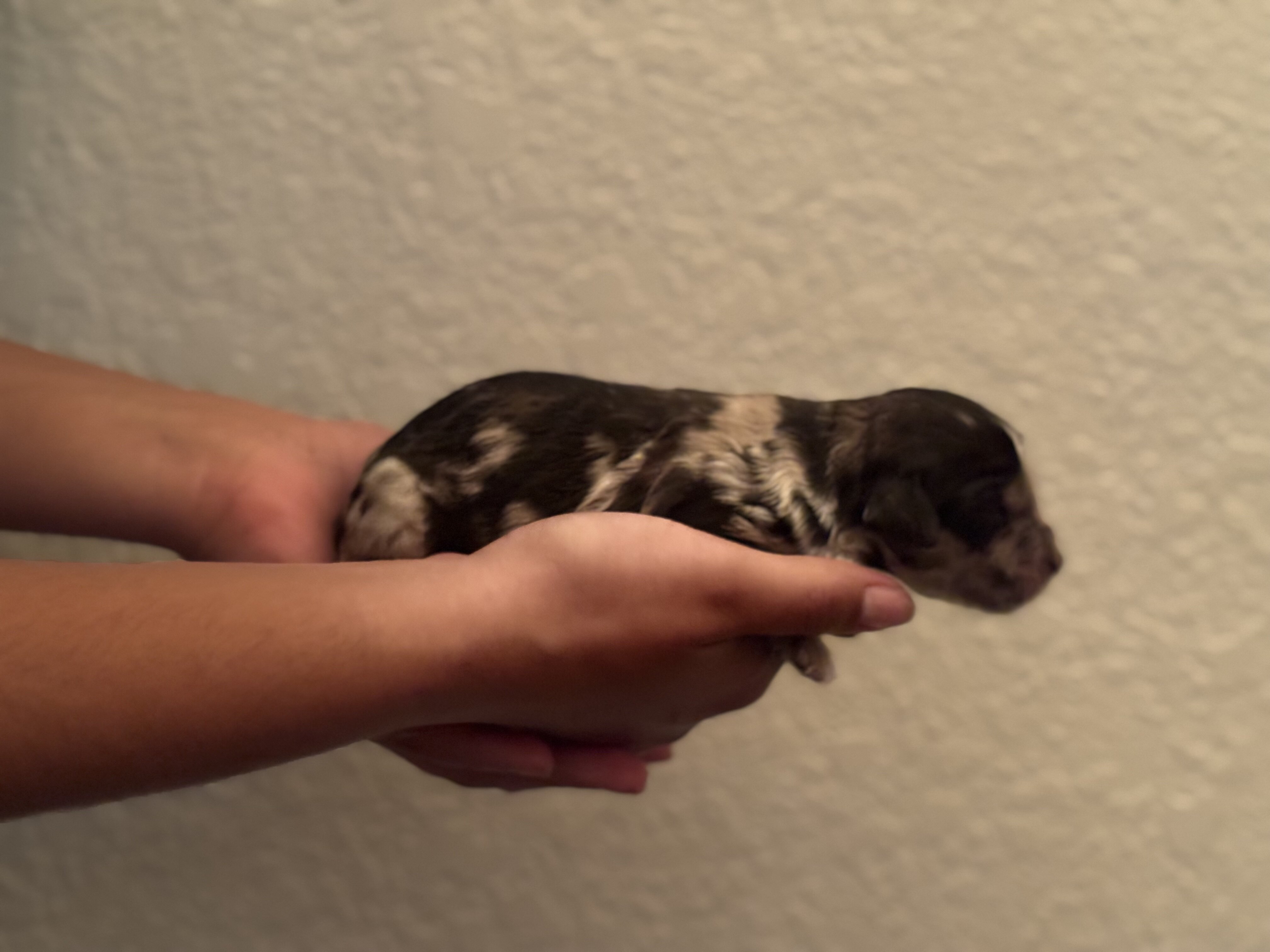 Aussiedoodle image 6