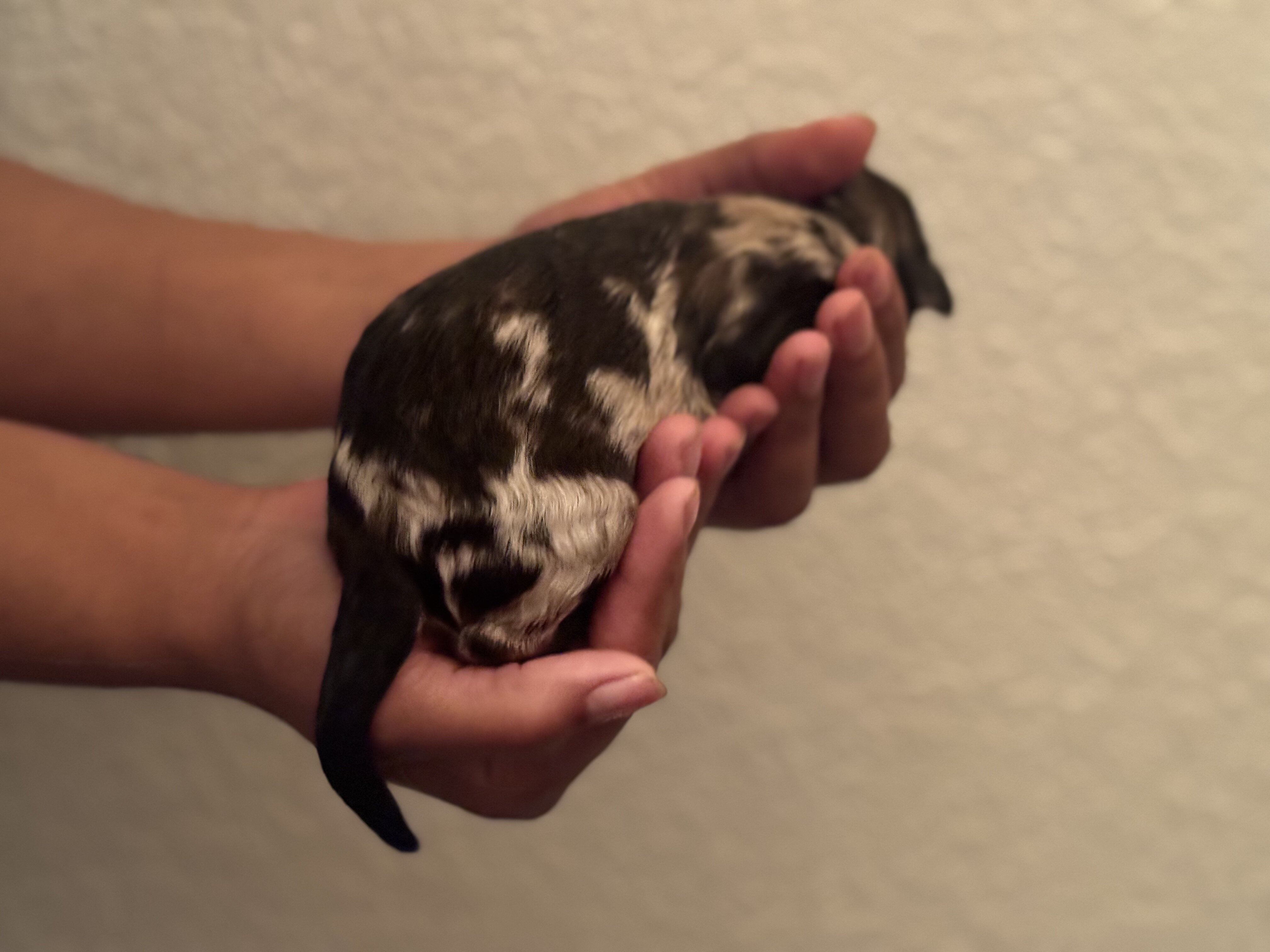 Aussiedoodle image 7