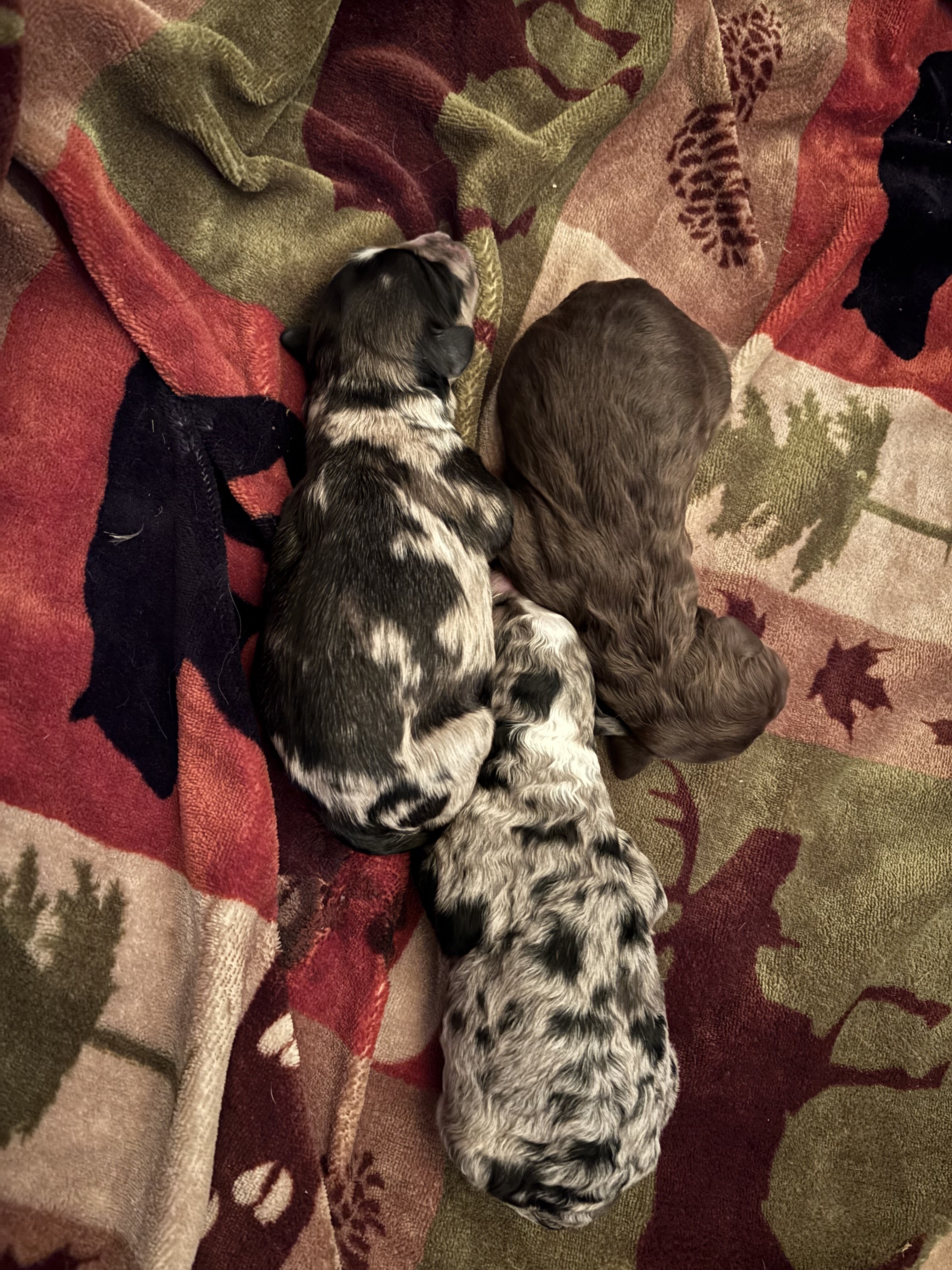 Aussiedoodle image 1