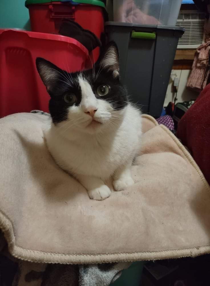 3 Bonded Boys , 1 Girl separate adoption image 3