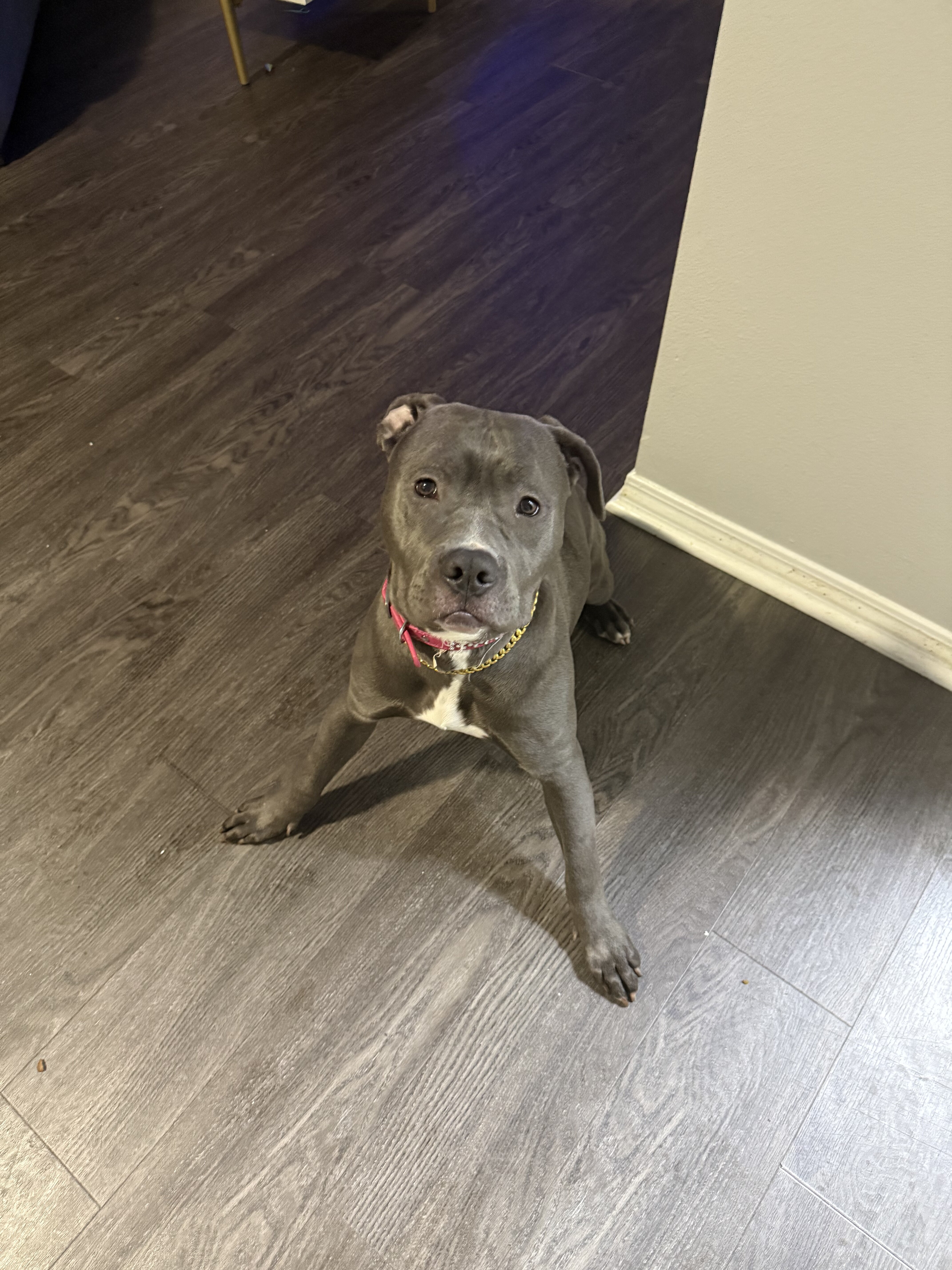 "Blue Diamond" - Stunning Blue Nose Pit Bull Pup image 1