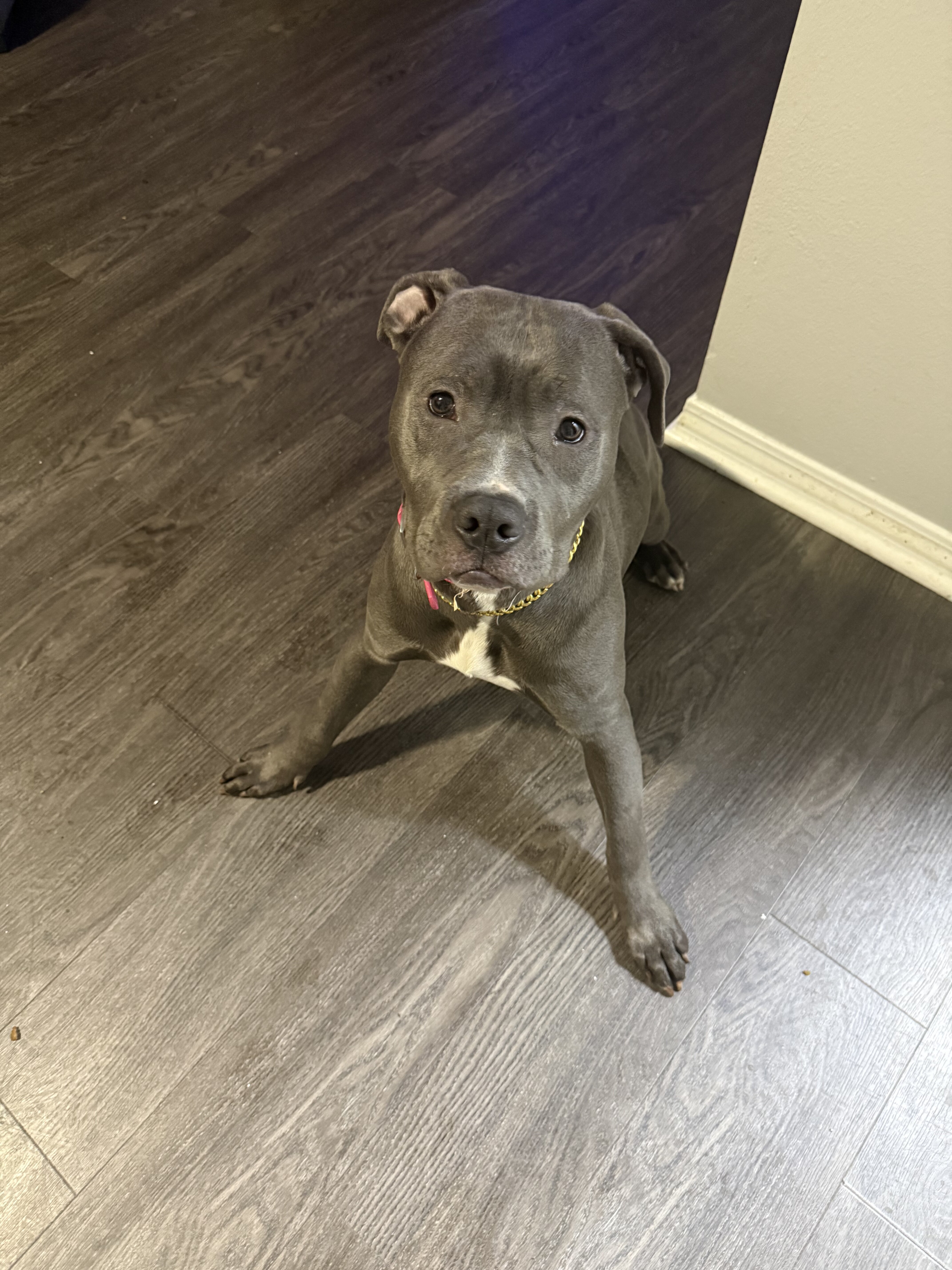 "Blue Diamond" - Stunning Blue Nose Pit Bull Pup image 2