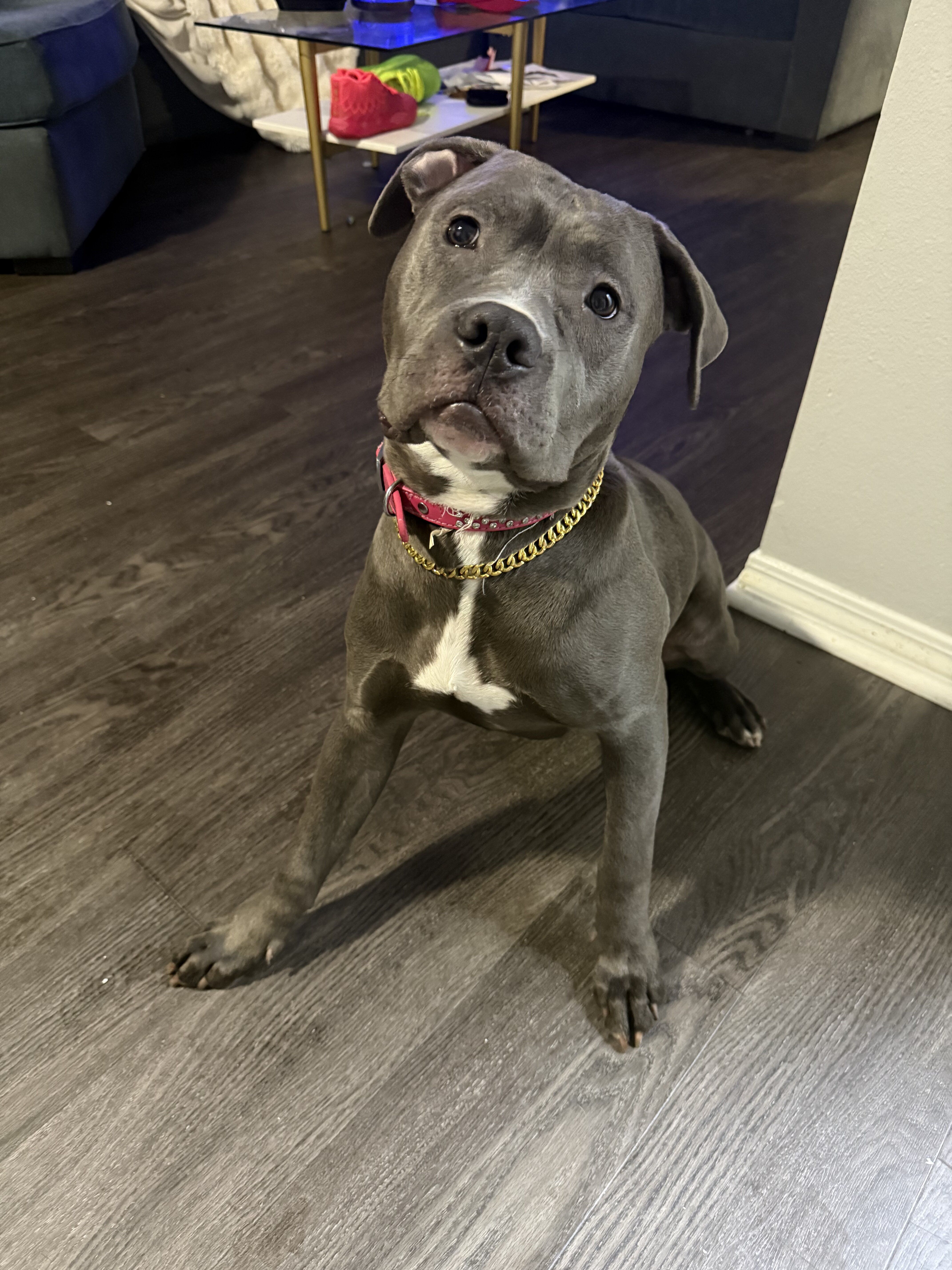 "Blue Diamond" - Stunning Blue Nose Pit Bull Pup image 3