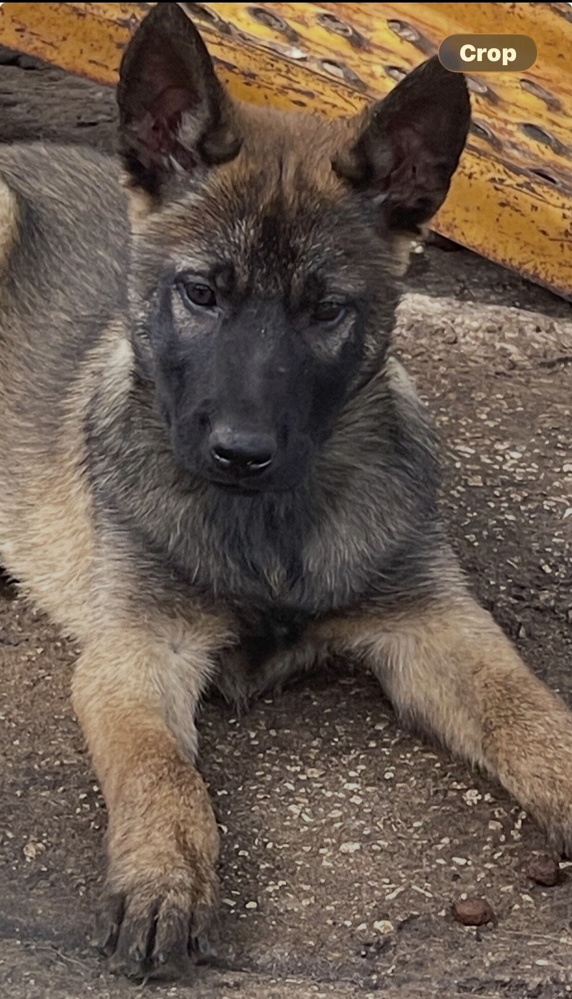 Belgian malinois image 1