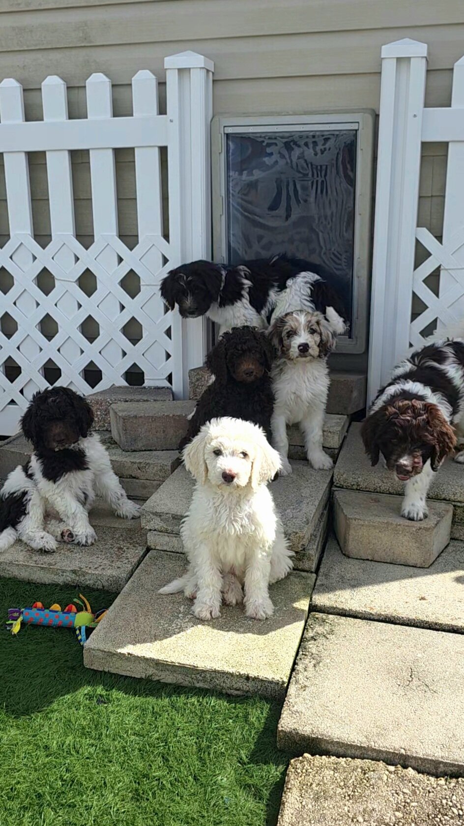 Newfypoo puppies image 10