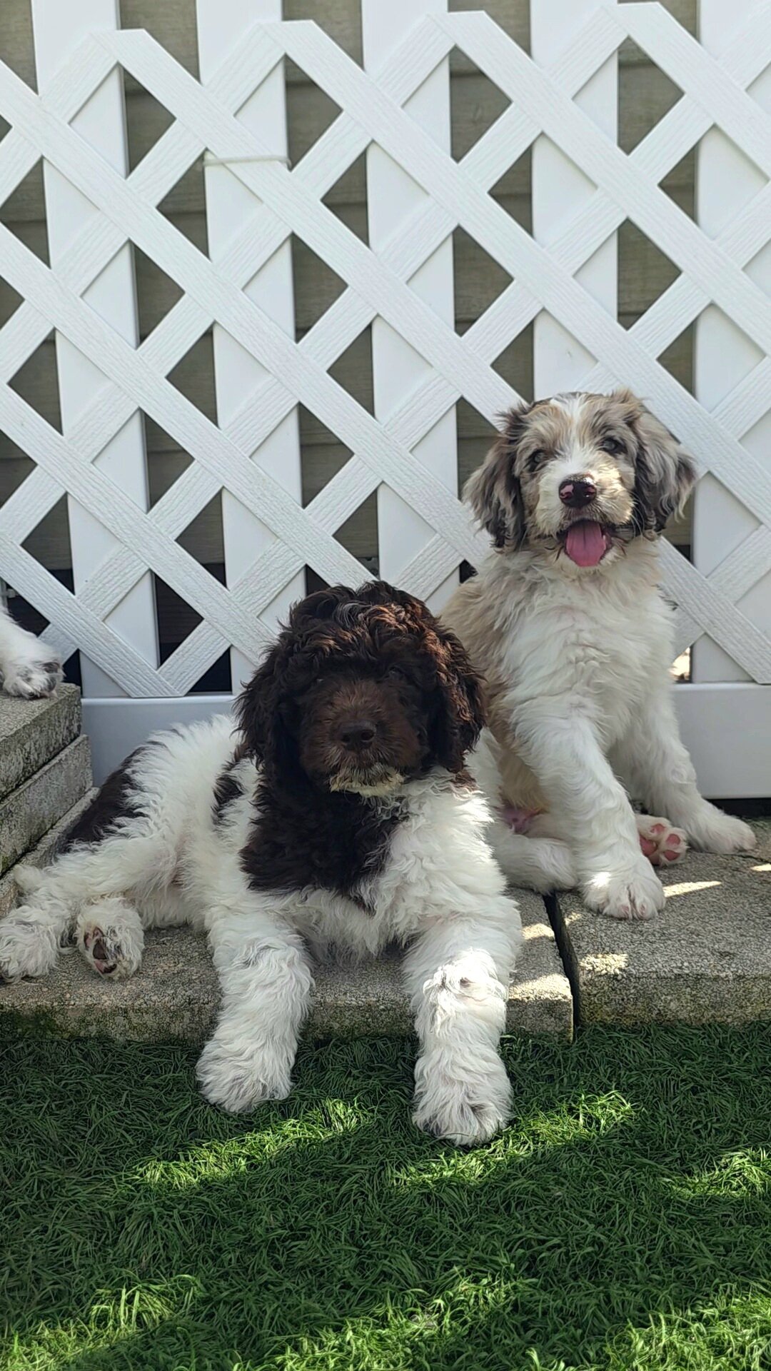 Newfypoo puppies image 8