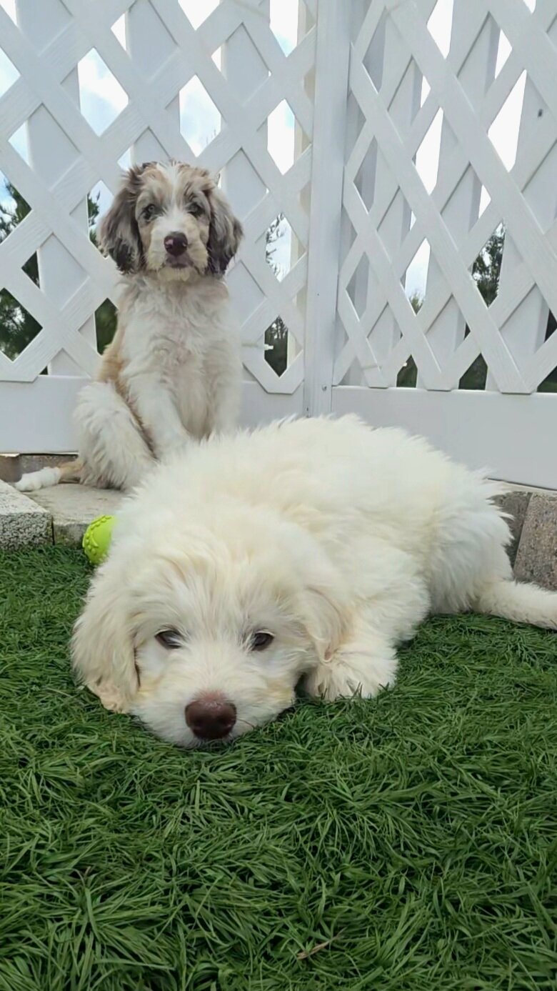 Newfypoo puppies image 9