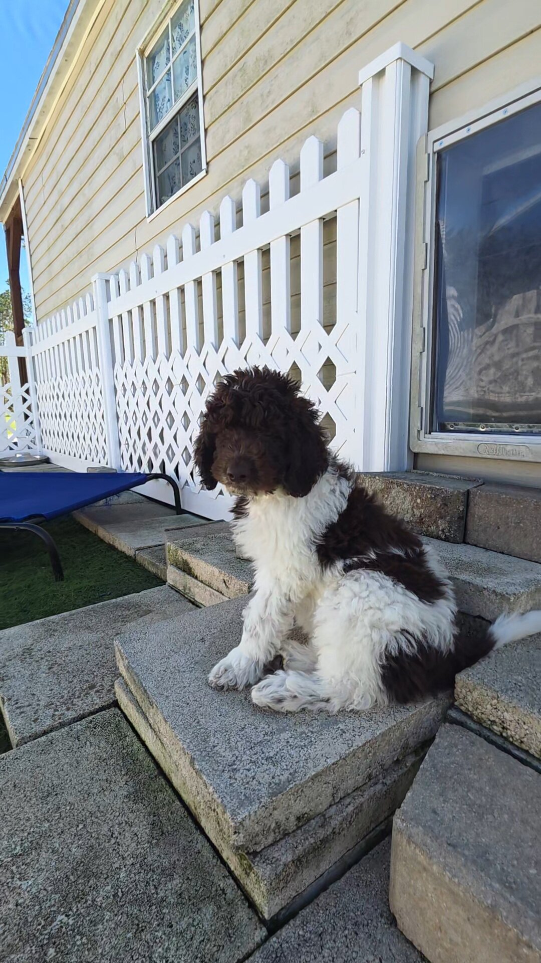Newfypoo puppies image 7