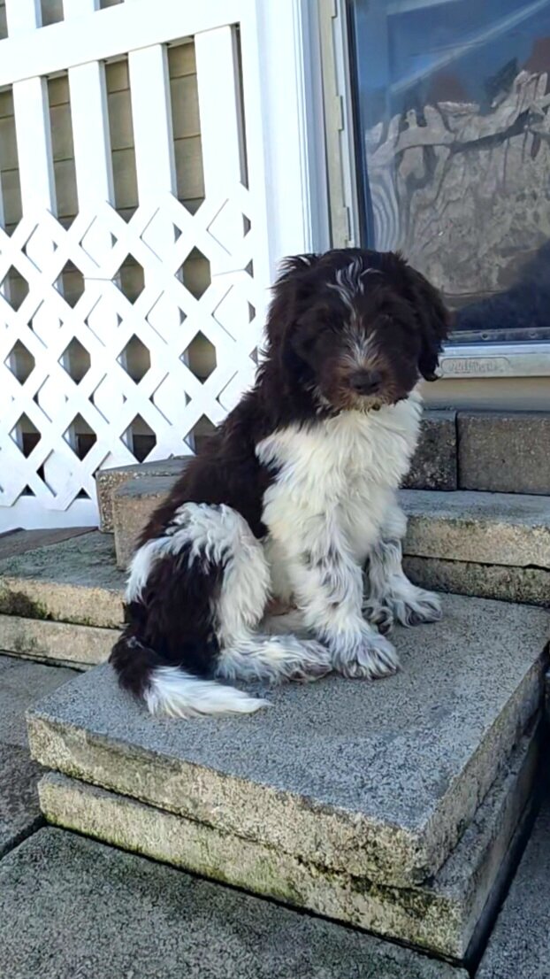 Newfypoo puppies image 3
