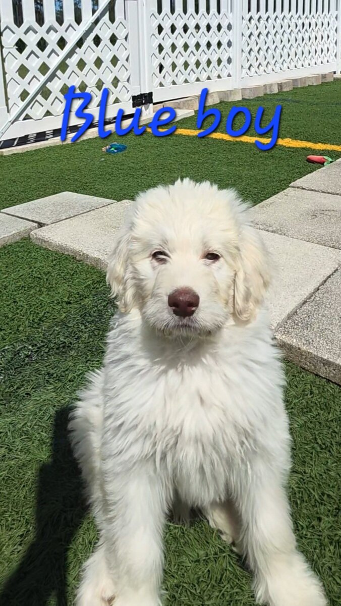 Newfypoo puppies image 2