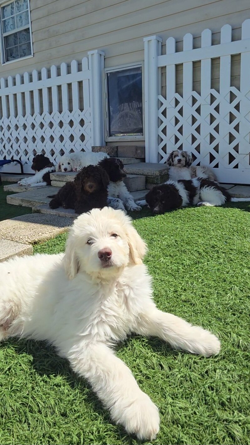 Newfypoo puppies image 5