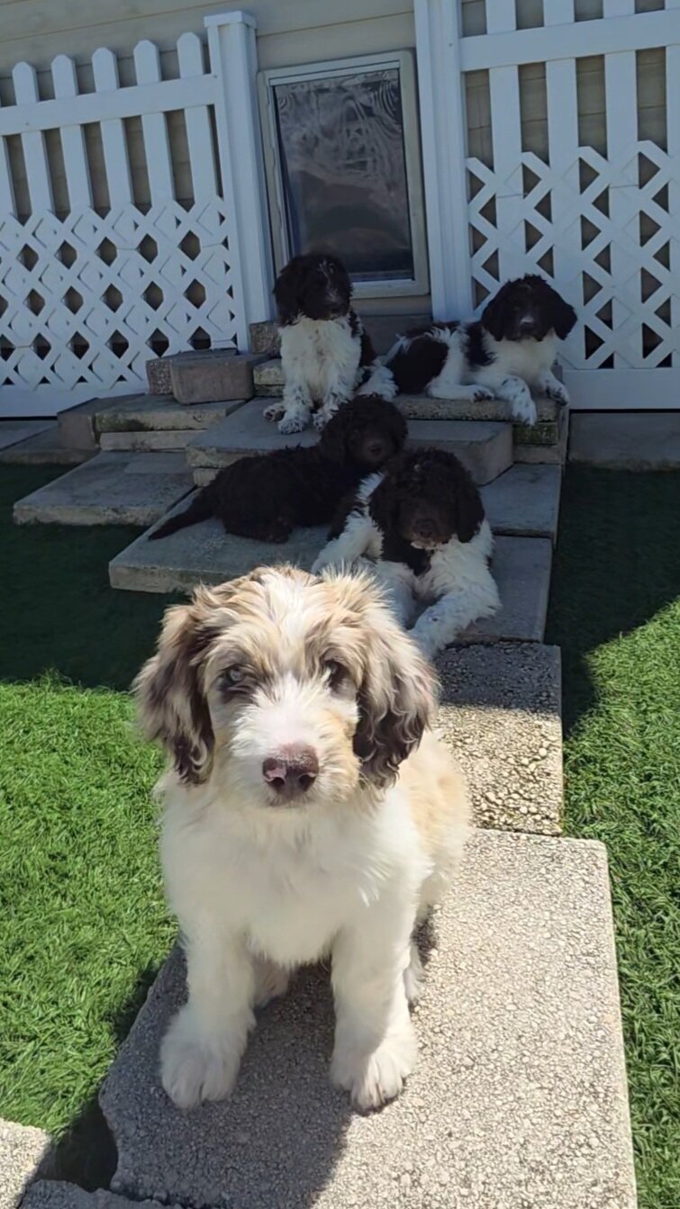 Newfypoo puppies image 6