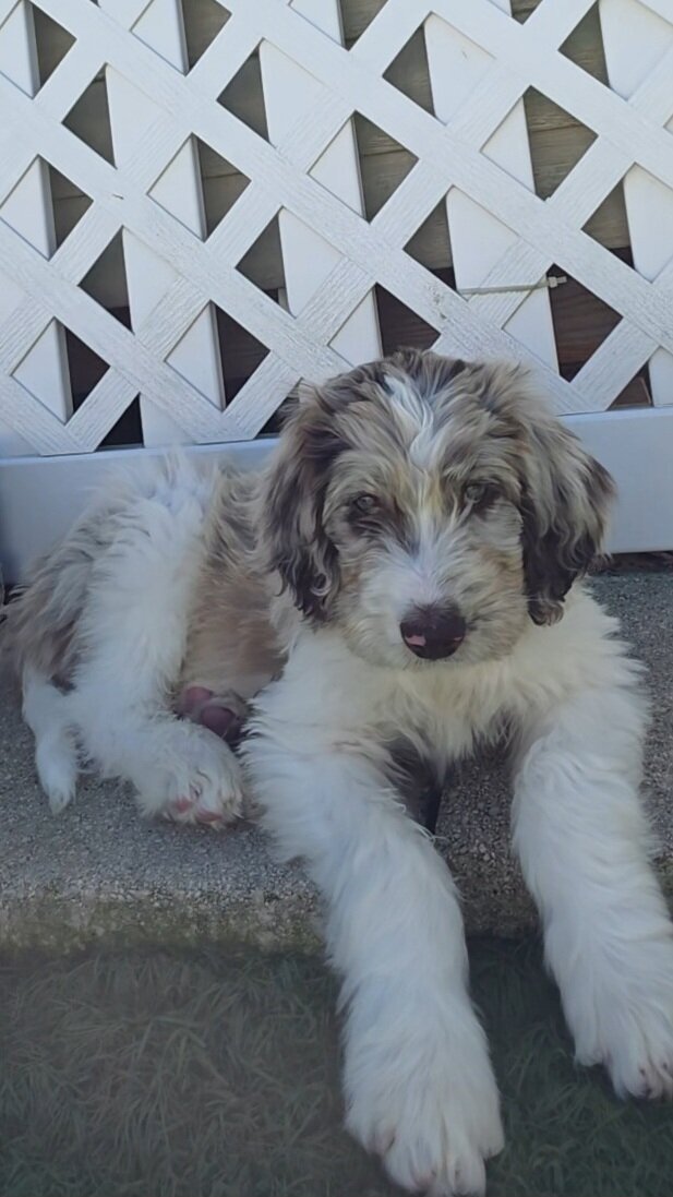 Newfypoo puppies image 4
