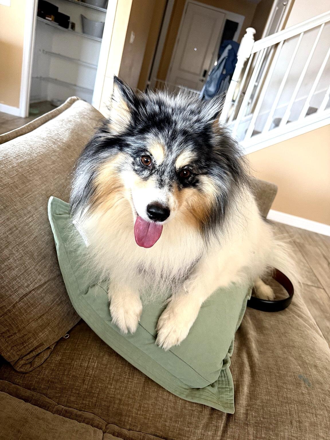 ❤️ BONDED PAIR OF POMSKY DOGS – MUST STAY TOGETHER image 1