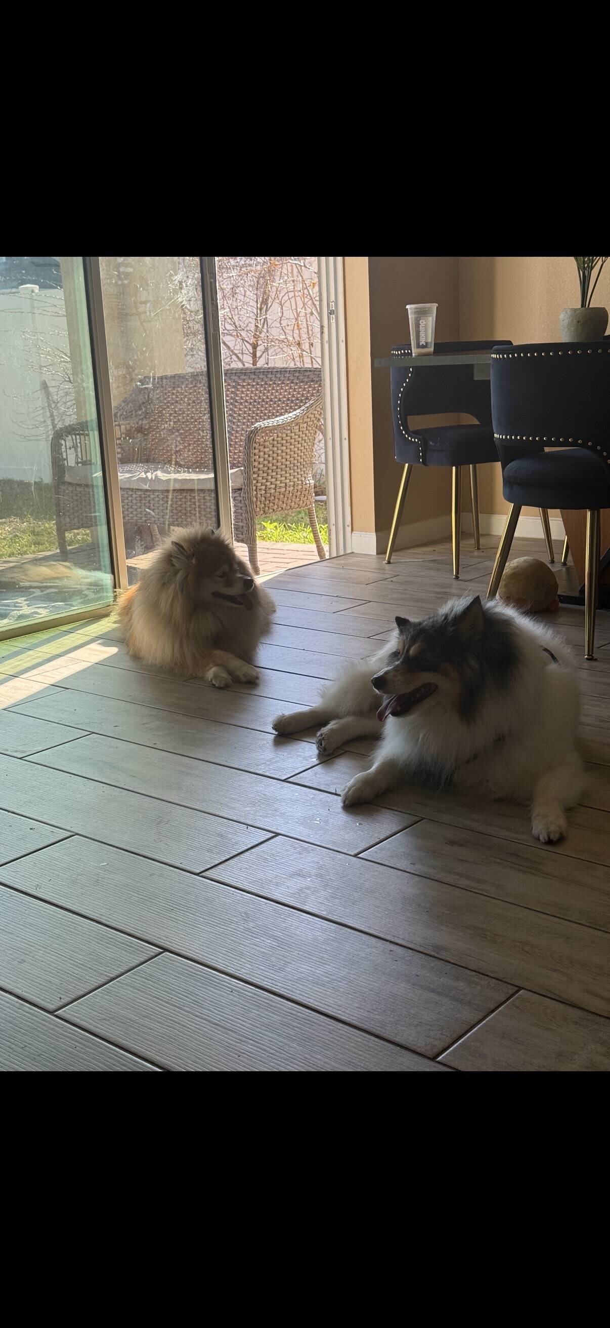 ❤️ BONDED PAIR OF POMSKY DOGS – MUST STAY TOGETHER image 2