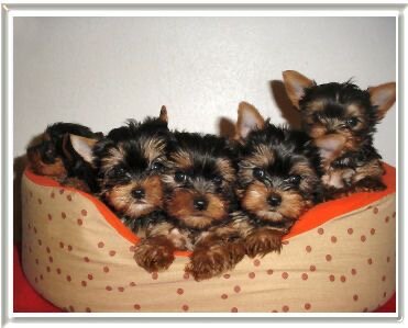 Sweet Teacup Yorkie puppies image 1